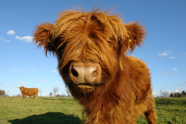 highland cow